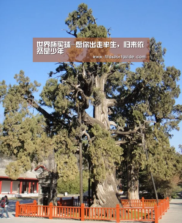 世界杯盘口